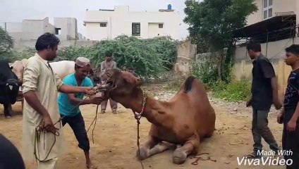 Qurbani Of Camel Part 1 | 2019 | Eid - e - Qurban