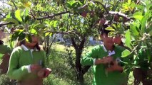 Okul bahçesinde organik meyve yetiştiriyorlar - BİTLİS