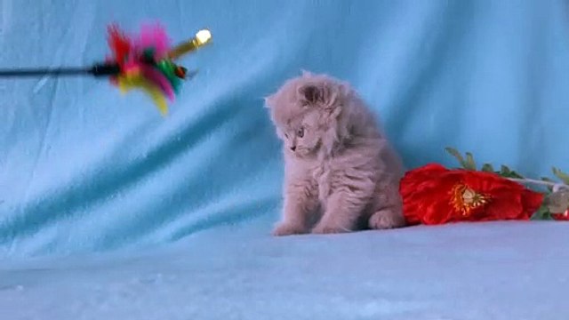 Porto, chaton british longhair © Summer Love