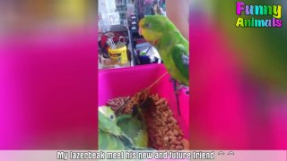 Funniest Parrots and Cutest Birds Video Compilation #2