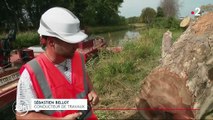 Environnement : les platanes du canal du Midi infectés par un champignon