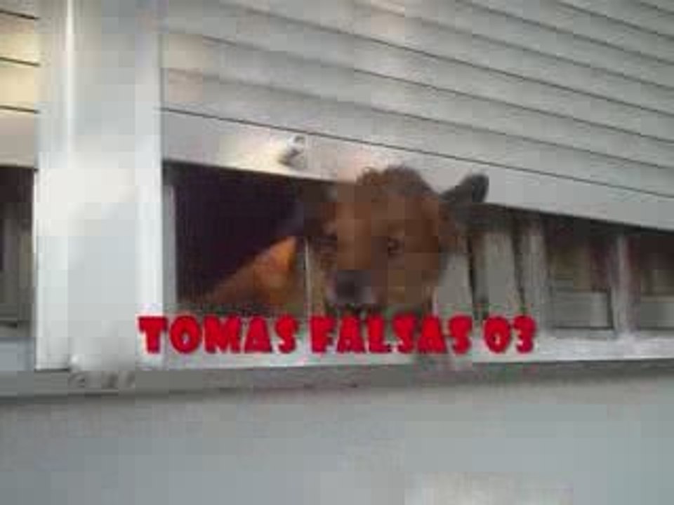 Tomas Falsas Vol.3 "Verdaderos Carajazos"