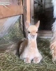 Ce lama va vous surprendre agréablement.Observez-le ! !!