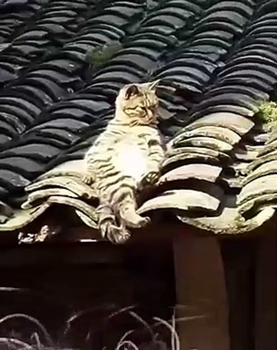 Un vrai pacha ! Ce chat prend un bon bain de soleil. Mais ce n'est pas tout voyez sa position 