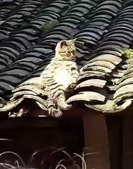 Un vrai pacha ! Ce chat prend un bon bain de soleil. Mais ce n'est pas tout voyez sa position 