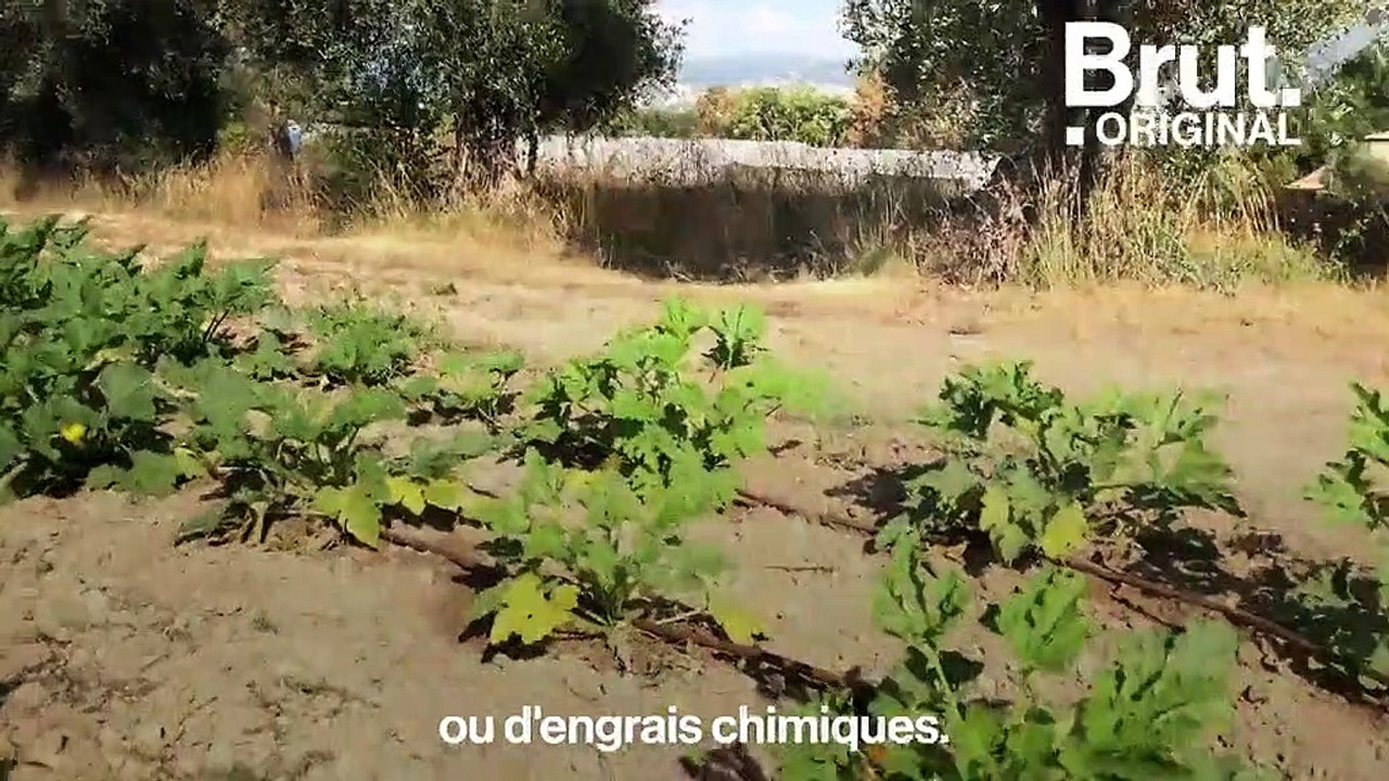 Les cantines scolaires de Mouans-Sartoux, ces enfants modèles de la cuisine bio
