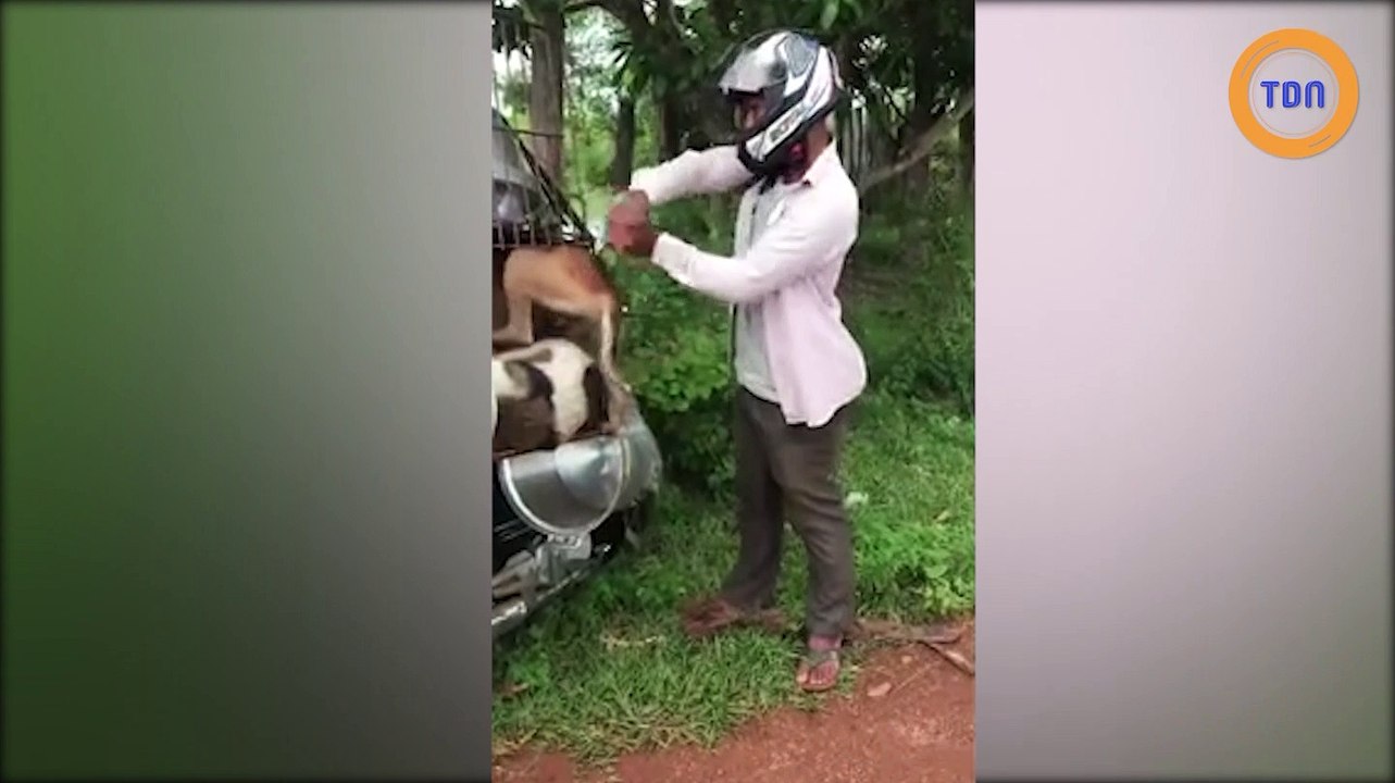 Chiens destinés à être mangés sauvés par un homme qui offre 350 $