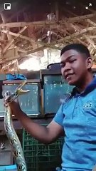 En voulant faire le malin avec un serpent devant la caméra, un homme s’est fait mordre au front