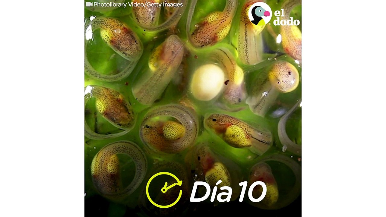 ¿Has visto una transformación de renacuajo a rana? | El Dodo