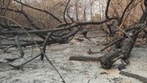 Animales en riesgo amenazadas por el fuego en Paraguay