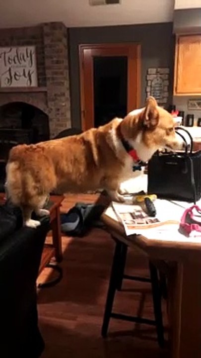 Corgi Conundrum
