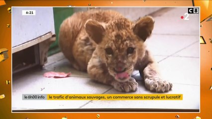 Le trafic des animaux sauvages : un commerce inégal qui devient de plus en plus fréquent