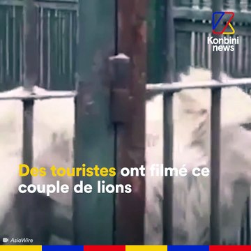 Un lion maltraité dans un zoo chinois ?