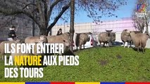 Moutons dans le bendo