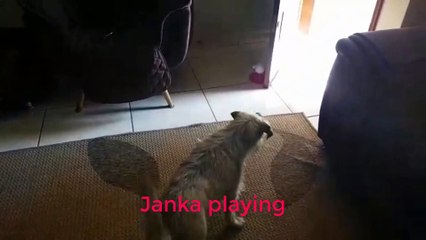 Janka playing