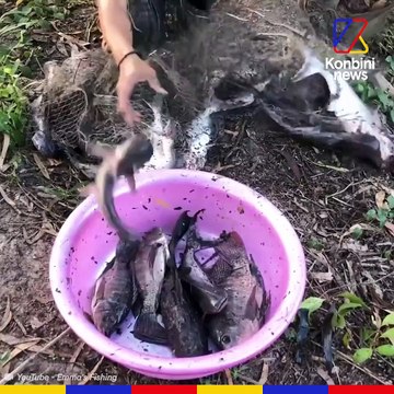 Le massacre absurde des dauphins roses