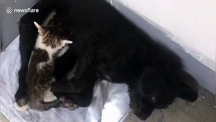 Dog nurses kitten after it separated from mom
