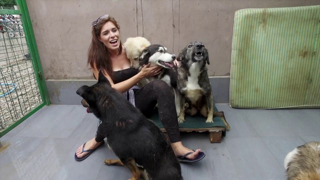 Brits Rescue Romanian Dogs - Episode 3