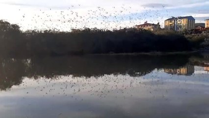 Sığırcıklardan gün batımında görsel şölen
