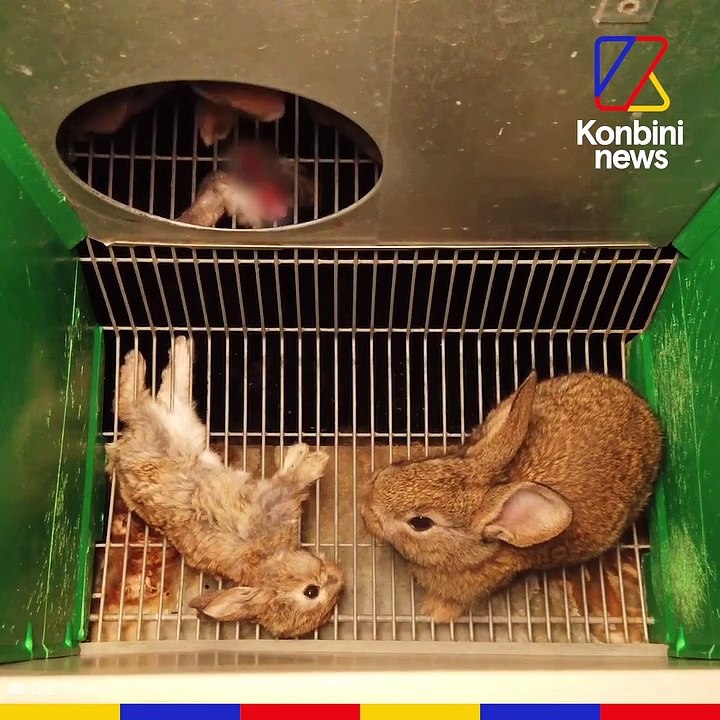 Voici comment 95% des lapins sont élevés en France
