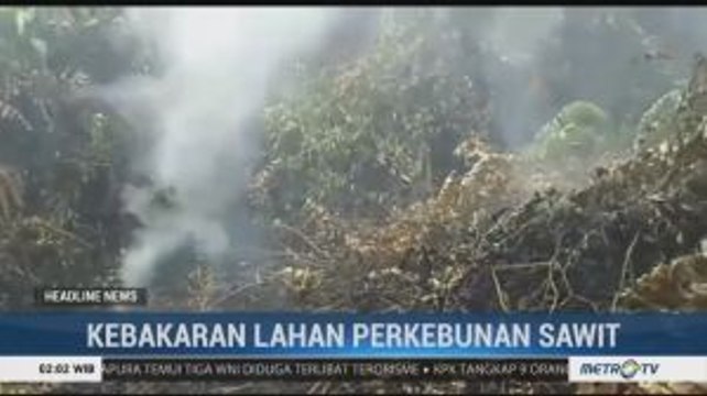 Puluhan Hektar Kebun Sawit di Mamuju Terbakar