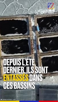 Orques et bélugas en Russie : ils seront bientôt libres !