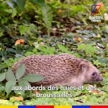 Les hérissons menacés d'extinction