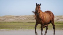 28 Wild Horses Drown Near Oracoke Island in