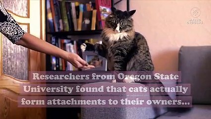 Yes, your cat does love you back—just ask scientists