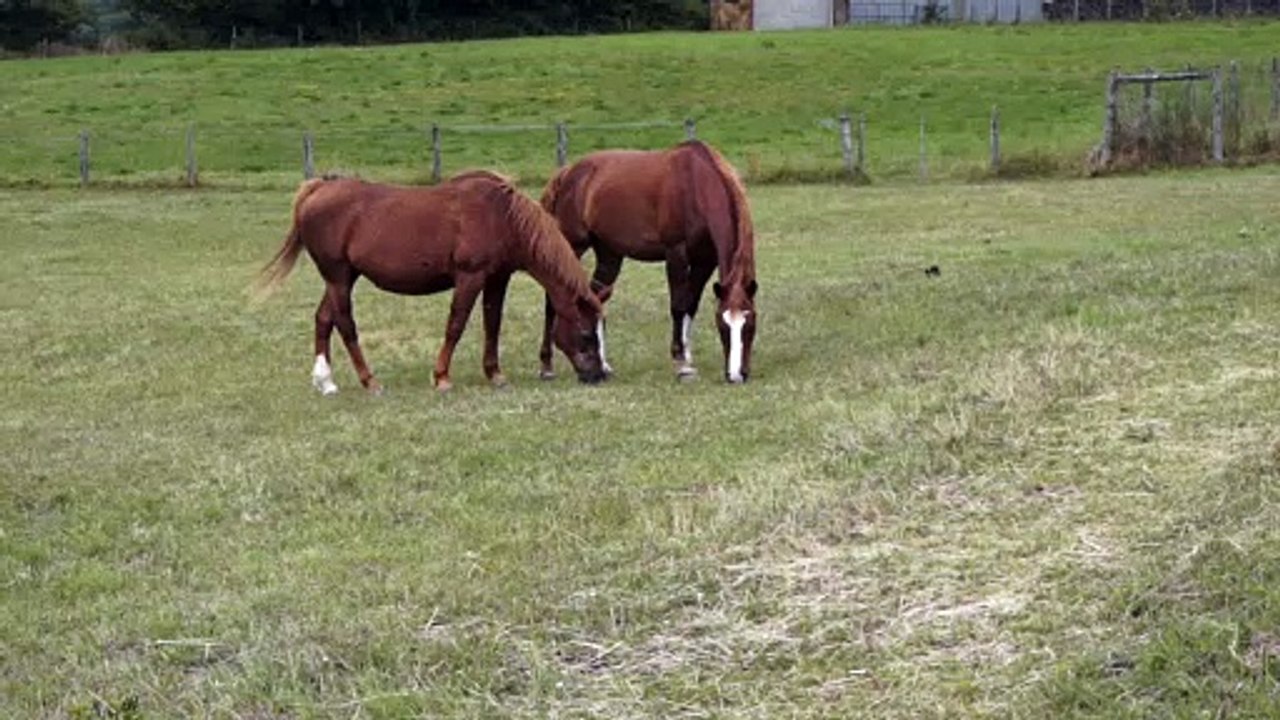 Chevaux dans un pré vosgien
