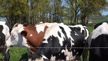 Vaches dans une prairie des Vosges