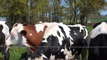 Vaches dans une prairie des Vosges