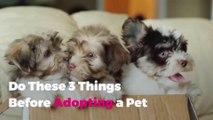 Do These 3 Things Before Adopting a Pet