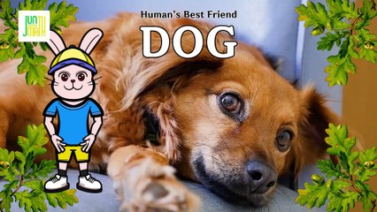 Fun Nursery Rhyme: Sing Along to 'B-I-N-G-O' 🐶