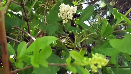 Czy zwierzeta sa madrzejsze od ludzi___