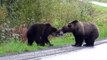 Face à face impressionnant entre 2 énormes ours en pleine route
