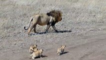 Ce lion essaie de semer ses bébés lionceaux... Pas simple la vie de papa