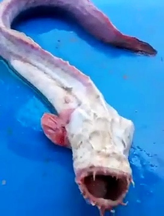 Ce poisson que ce pecheur vient d'attraper est terrifiant