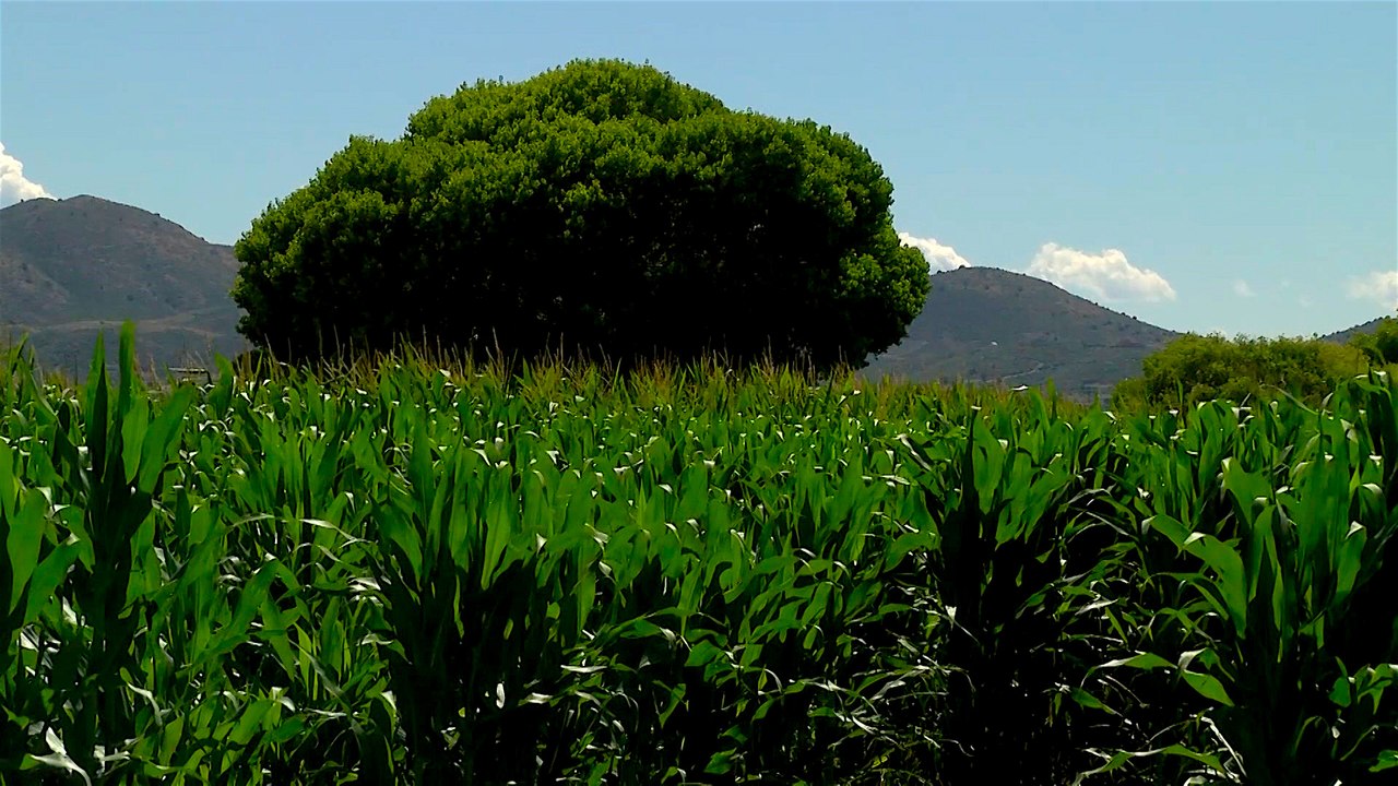 Pumpkin Festival and Corn Maze at Mortimer Farms