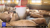 인천 강화도 돼지열병 확진…5번째 발병