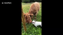 Actual cowlick: Happy French bulldog loves getting licked clean by cow buddies