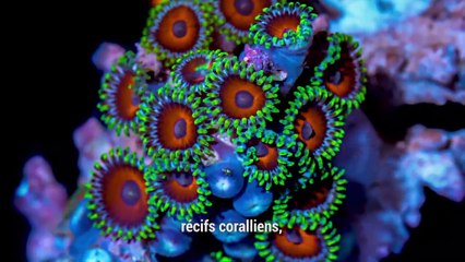 Greta Thunberg et Georges Monbiot lance un appel écoligique à travers une vidéo