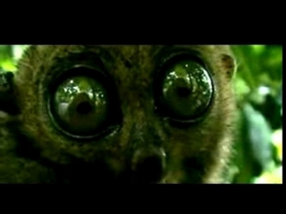 MAKI: les yeux de la mort qui tue