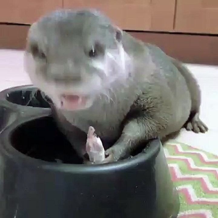 Appétit féroce ! Quoi de plus adorable que cette petite loutre qui mange avidement son repas