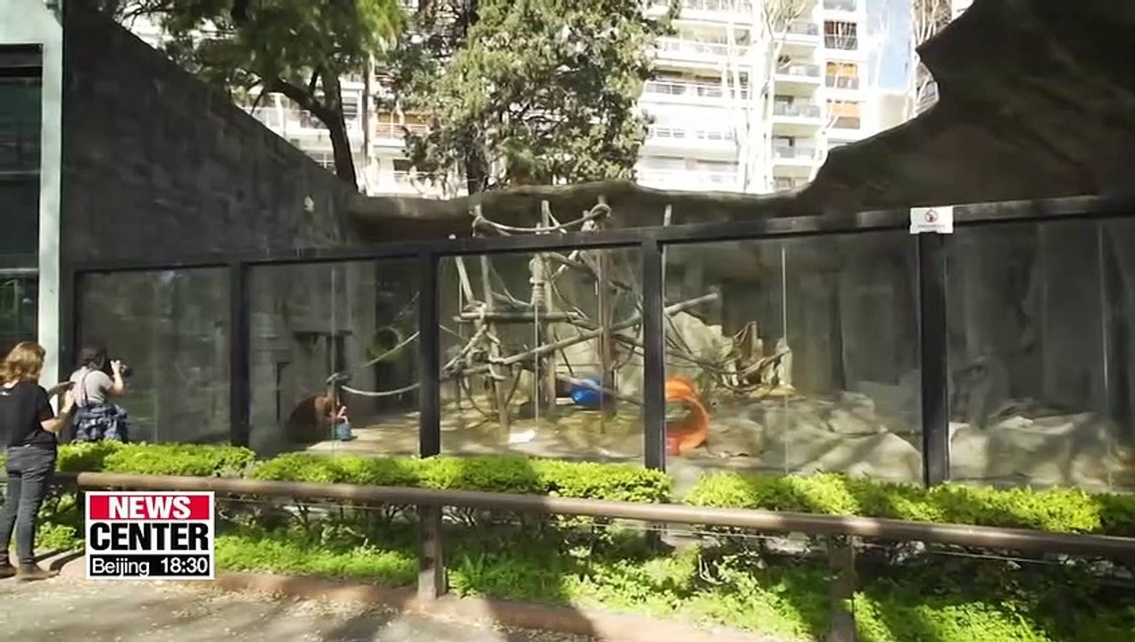 'Sandra' headed to U.S. great ape sanctuary