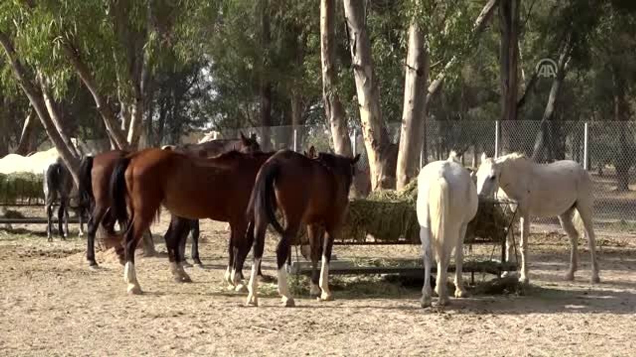 Faytona koşulan atların yeni evi Doğal Yaşam Parkı oldu
