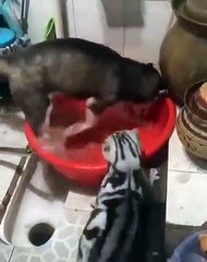 Insolite ! Un chat remet à l'ordre un chien de la meilleure façon qui soit... "Arrête de gaspiller de l'eau!" "Sais-tu à combien s'élève la facture d'eau par mois?"