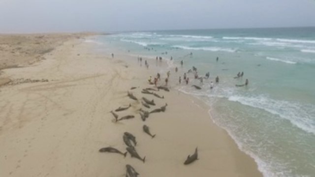 Más de un centenar de delfines varan en un playa de Cabo Verde