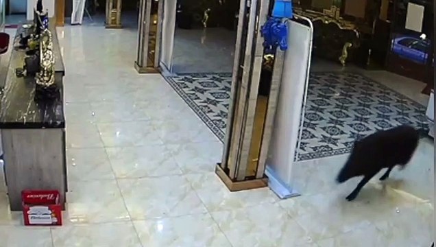 Customers flee after wild boar chrages into Chinese karaoke bar