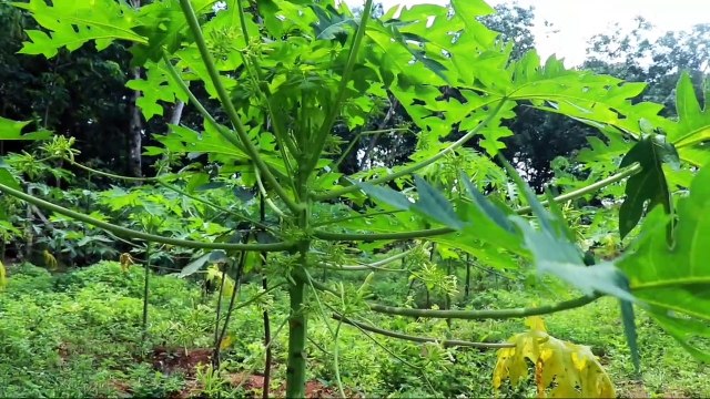 பப்பாளி மரத்தில் ஒரு காய் கூட வரல.. வெறும் பூ மட்டும் தான்..குமுறும் விவசாயி!-வீடியோ
